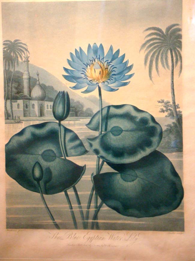 An original early 19th century hand colored Botanical aquatint  of "The Blue Egyptian Water Lily" by Dr. Robert Thornton, plate 31, printed in 1804. — image 2